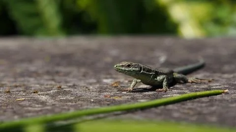 Green lizard Stock Photos