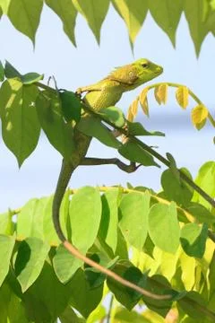 Green lizard Stock Photos