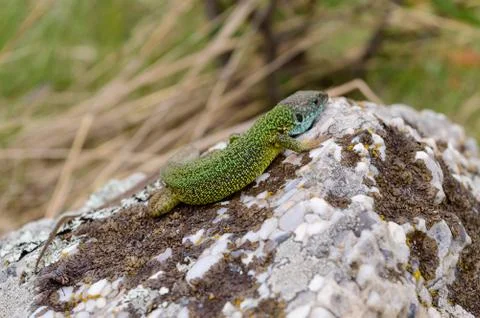 Green lizard Stock Photos