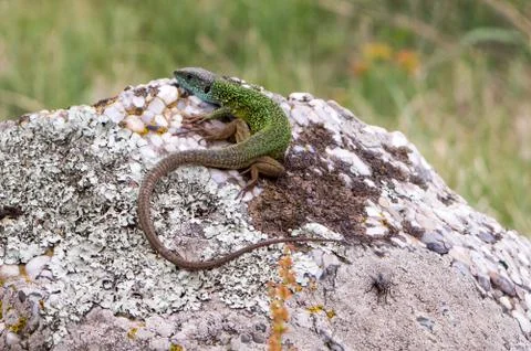 Green lizard Stock Photos