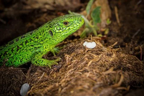 The green lizard. Stock Photos