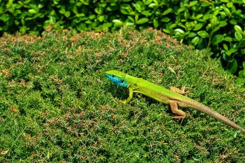 Green lizard Stock Photos