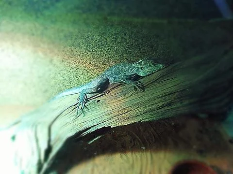 Green lizard Stock Photos