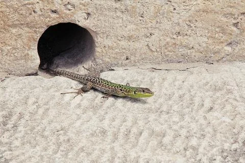 Green lizard Foto stock