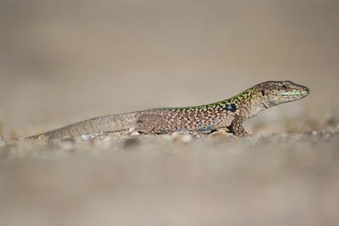 Green lizard podarci siculus Foto stock