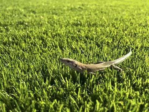 Green lizard posing on artificial turf Foto stock