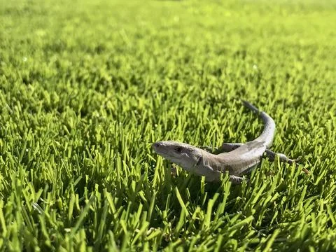 Green lizard posing on artificial turf Stock Photos