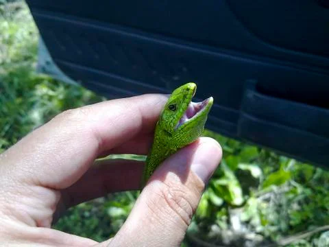 The green lizard is quick. Stock Photos