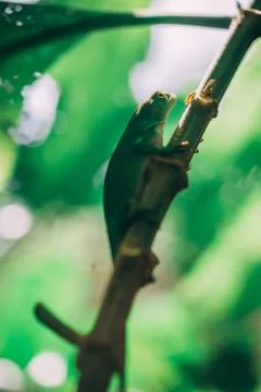 Green Lizard in rainforest Stock Photos