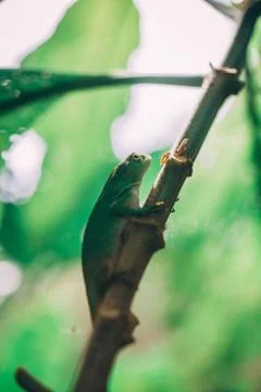 Green Lizard in rainforest Stock Photos