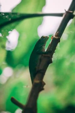 Green Lizard in rainforest Stock-Fotos