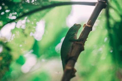Green Lizard in rainforest Stock Photos