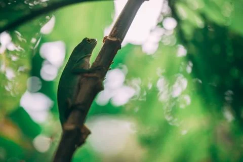 Green Lizard in rainforest Stock Photos