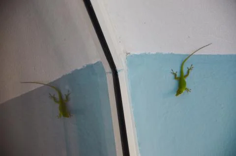 Green Lizard, reflection in the window Stock Photos