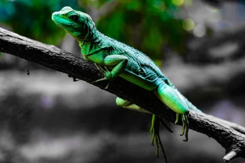 Green lizard that remain in the branch Stock Photos