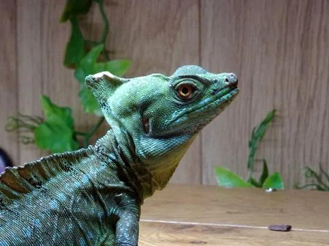 Green Lizard Reptile Stock Photos