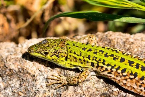 Green lizard (Reptile Podarcis Siculus) Stock Photos