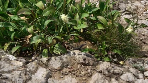 Green lizard resting between stones and green grass with flowers Stock-Footage 162874122
