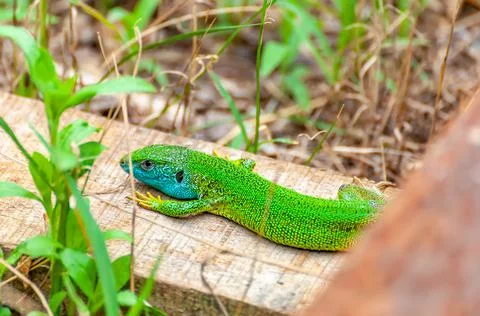 A green lizard is resting in the grass Stock Photos