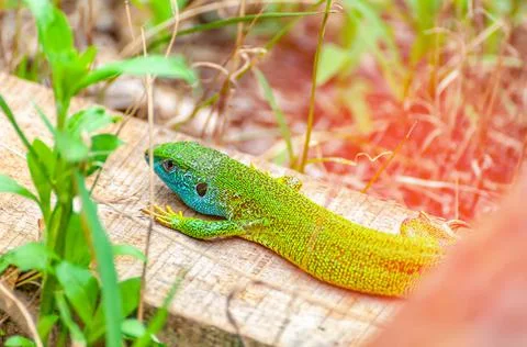 A green lizard is resting in the grass Stock Photos