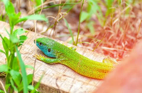 A green lizard is resting in the grass Stock Photos