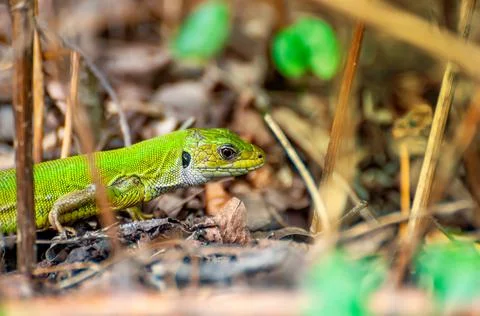 A green lizard is resting in the grass Stock Photos