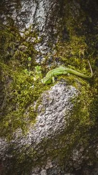 Green lizard resting on mossy tree bark in natural forest environment Stock Photos