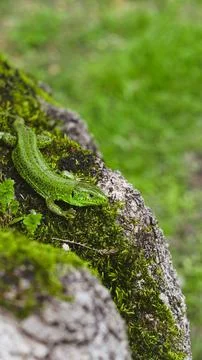 Green lizard resting on mossy tree trunk in natural outdoor setting Stock Photos