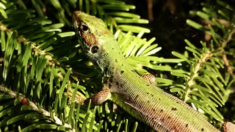 Green lizard resting on pine tree, close-up handheld shot Stock Footage 318914556