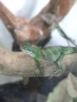 Green Lizard Resting on Tree Branch Fotos Stock