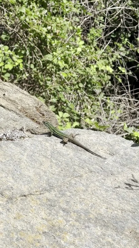 Green Lizard on Rock with Blurred Natural Background Stock Footage 336965009