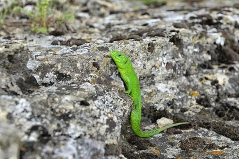 Green lizard on a rock Stock Photos