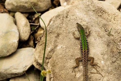Green lizard on the rock Stock Photos