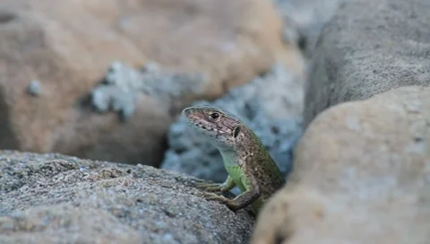 Green Lizard on the rocks, Lacerta viridis Stock-Footage 8564303