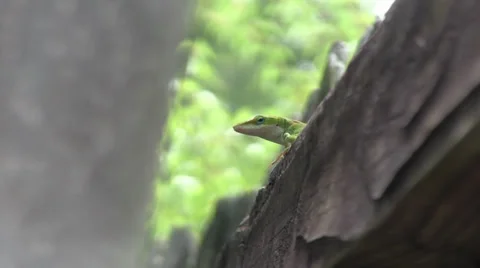 Green lizard runs away Stock Footage 27950989