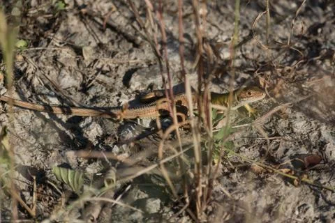 Green lizard on a silver ground hidden in grass Stock Photos