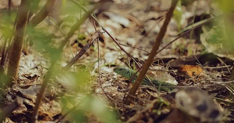Green lizard sits in the foliage in the forest. Lizard quickly runs away, wags Stock Footage 108410860