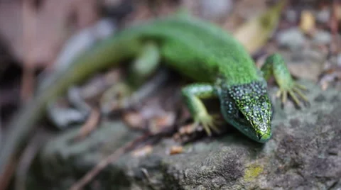Green lizard sits on the rock in a forest macro 库存影片 67994718