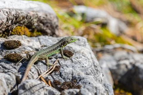 Green Lizard sits on a stone under the sun. The European green lizard Lacerta Stock Photos