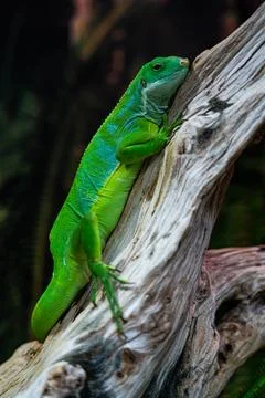 A green lizard is sitting on a branch. A small, green iguana. green color Stock Photos