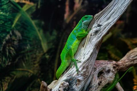 A green lizard is sitting on a branch. A small, green iguana. green color Stock Photos
