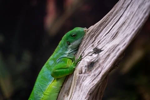 A green lizard is sitting on a branch. A small, green iguana. green color Stock Photos