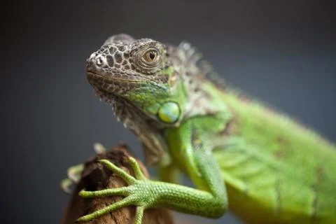 Green lizard sitting on the tree. close-up Stock Photos