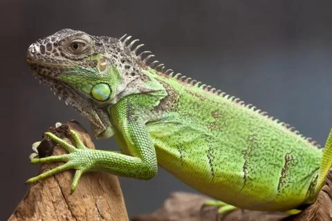 Green lizard sitting on the tree. close-up Stock Photos