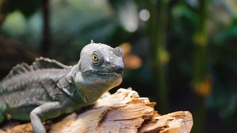 Green lizard sitting on a tree on a green background. Wild nature 스톡 동영상 106449421