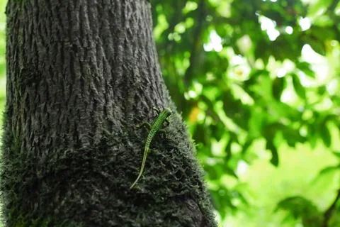 Green lizard sitting on a tree trunk Stock Photos