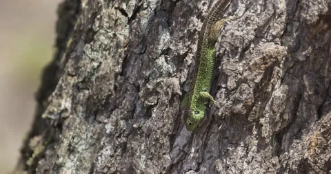 Green lizard sliding down the tree, 4K slomo Stock Footage 194036393