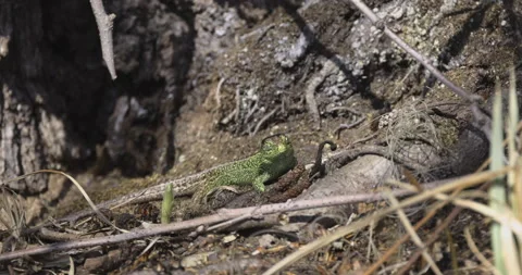 A green lizard squints its eyes, 4K slomo Stock Footage 194011865
