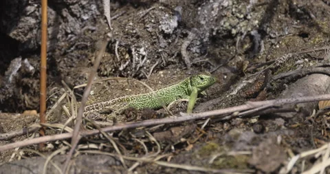 The green lizard is standing still, 4K slomo Stock Footage 194039539