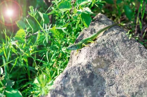 A green lizard on a stone is basking in the sun in summer. Stock Photos